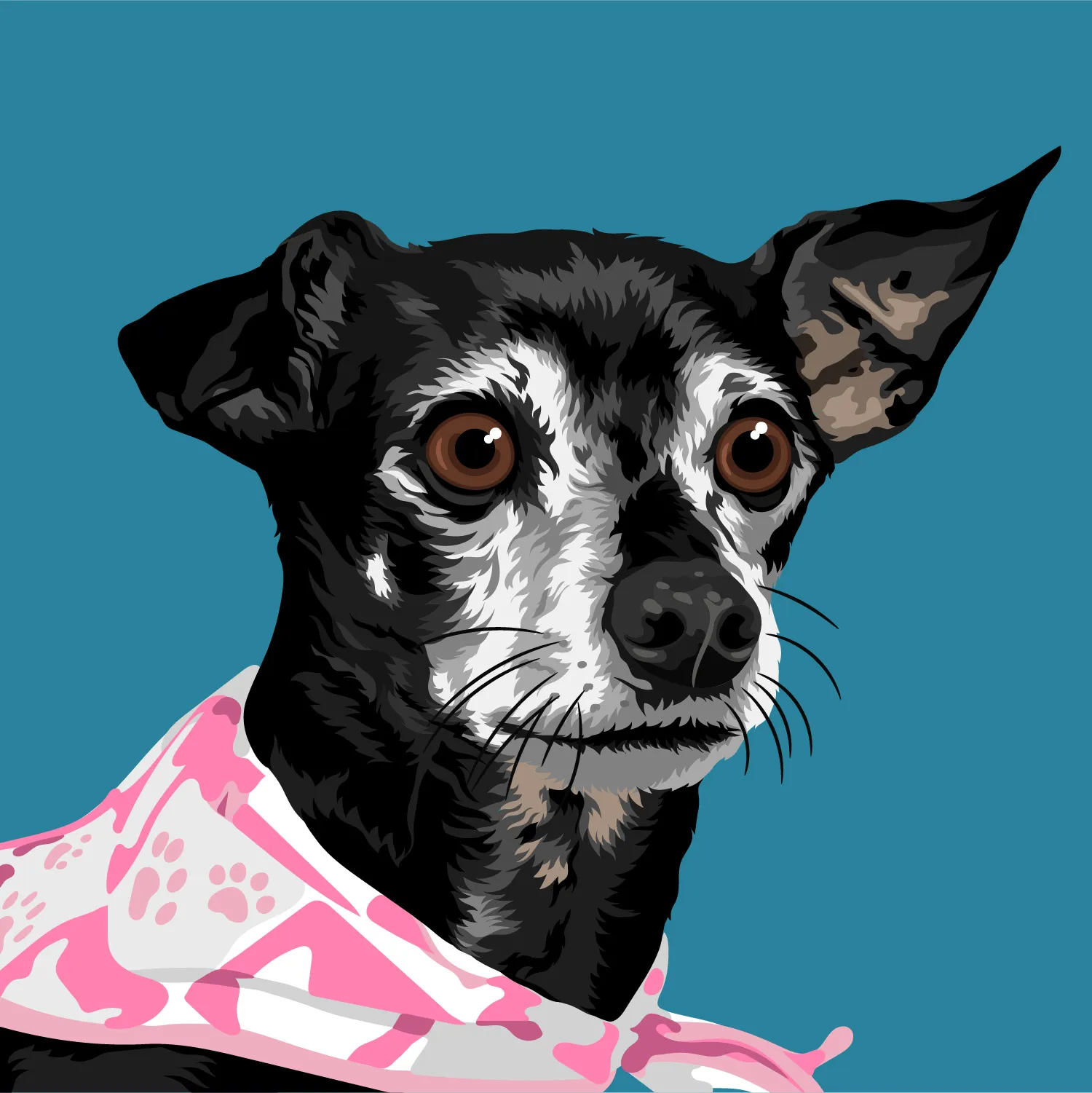 Chihuahua negro con camisita rosada